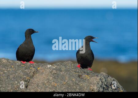 guillemot noir (Cepphus grylle) deux assis sur la voix rock, Flatey Island, Breioafjorour, Islande, juillet Banque D'Images