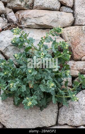 Le henbane blanc (Hyoscamus albus) pousse sur le mur à Trujillo, Extremadura, Espagne. Avril 2016. Plante toxique. Banque D'Images