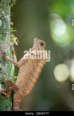 Borneo angle tête / long dragon forestier à crête (Gonocephalus bornensis) Vallée de Danum, Sabah, Bornéo. Banque D'Images