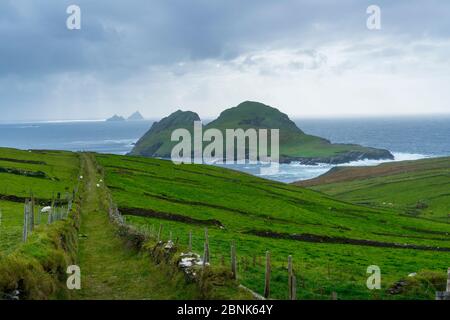 L'île de Skellig Michael, Macareux moine, comté de Kerry, Irlande, Europe. Septembre 2015. Banque D'Images