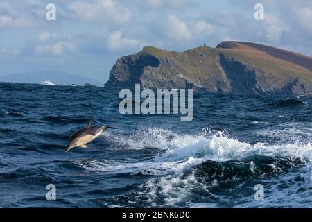 Dauphin commun à bec court (Delphinus delphis) à Bray Head, île de Valentia, anneau de Kerry, péninsule d'Iveragh, comté de Kerry, Irlande, Europe. Septem Banque D'Images