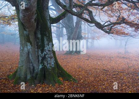 Forêt de hêtre (Fagus sylvatica), Parc naturel d'Urbasa, Navarre, Espagne, Europe. Octobre 2015. Banque D'Images