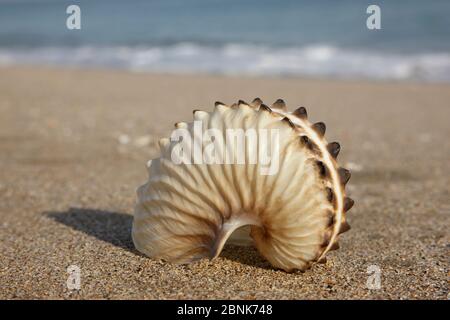 nautilus (Hians Argonauta) sur la plage où on les trouve, Oman, octobre Banque D'Images