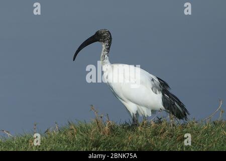 Ibis sacré africain (Threskiornis aethiopicus) le long du rivage dans un lagon côtier, Oman, janvier Banque D'Images