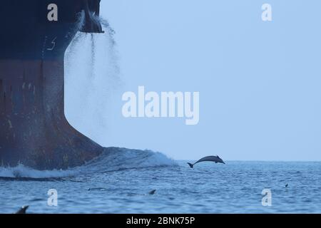 Dauphin à gros nez de l'océan Indien (Tursiops aduncus) qui saute devant le navire, Oman, novembre Banque D'Images