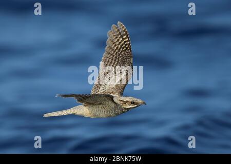 Engoulevent d'Europe (Caprimulgus europaeus) en vol au dessus de la mer, de l'Oman, octobre Banque D'Images