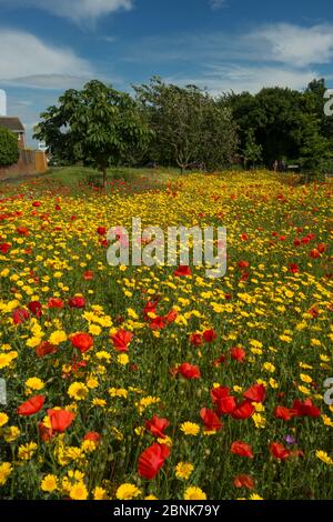 Coquelicot commun (paver rhoeas) et maïs Marigold (Chrysanthemum segetum) dans un pré de fleurs près de Fareham, Hampshire, Angleterre, Royaume-Uni. Juin 2016. Banque D'Images