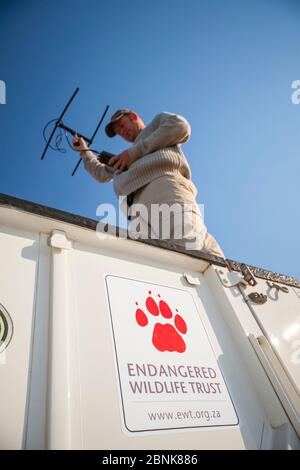 Un chercheur du Endangered Wildlife Trust se tient sur un Land Rover tout en suivant les chiens sauvages africains (Lycaon pictus) à l'aide d'un équipement de télémétrie radio Banque D'Images