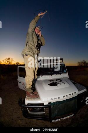 Un chercheur de l'Endangered Wildlife Trust se tient sur un Land Rover tout en suivant les chiens sauvages africains (Lycaon pictus) à l'aide d'appareils de télémétrie radio Banque D'Images