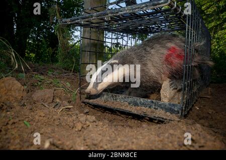 Badger européen (Meles meles) sortant d'un piège à cage après avoir été vacciné et marqué avec de la peinture pulvérisée par les travailleurs de terrain de Defra pendant la tuberculose bovine Banque D'Images