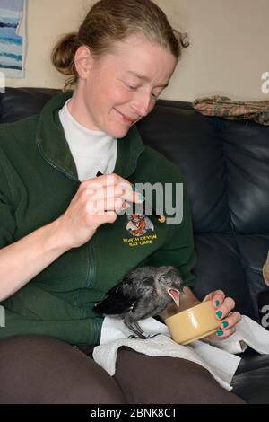 Samantha Pickering alimentant un chick de Jackdaw abandonné (Corvus monedula), North Devon Bat Care, Barnstaple, Devon, Royaume-Uni, juin. Modèle libéré Banque D'Images