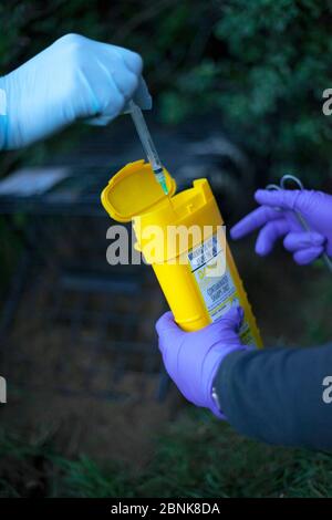 Les travailleurs de terrain de DEFRA se débarrassent d'une seringue usagée dans le cadre de mesures de biosécurité après avoir vacciné un blaireau européen (Meles meles) pendant le tubercul bovin Banque D'Images
