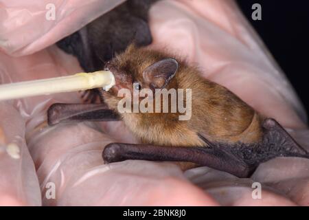 Pup de chauve-souris de la pipette Soprano (Pipistrellus pygmaeus) abandonnée secourue, qui se nourrit d'une pipette, North Devon Bat Care, Barnstaple, Devon, Royaume-Uni, août. Mod Banque D'Images