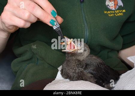 Samantha Pickering alimentant un chick de Jackdaw (Corvus monedula) abandonné sauvé avec un ver à viande, North Devon Bat Care, Barnstaple, Devon, Royaume-Uni, juin. Mod Banque D'Images