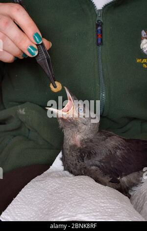 Samantha Pickering alimentant un chick de Jackdaw (Corvus monedula) abandonné sauvé avec un ver à viande, North Devon Bat Care, Barnstaple, Devon, Royaume-Uni, juin. Mod Banque D'Images