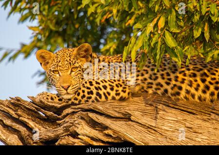 Léopard (Panthera pardus) se détendre dans un arbre. Mechatu, Botswana. Banque D'Images