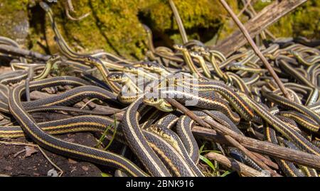 Couleuvres de jarretière (Thamnophis sirtalis parietalis) à l'extérieur de leurs dens d'hibernation, Narcisse Snake dens, Manitoba, Canada. Ce sont des hommes sur le Banque D'Images