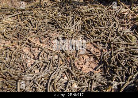 Les couleuvres de jarretière (Thamnophis sirtalis parietalis) à la suite de leur émergence après l'hibernation. Narcisse Snake dens, Manitoba, Canada. Le rens ar Banque D'Images