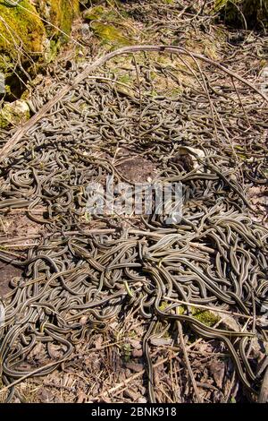 Les couleuvres de jarretière (Thamnophis sirtalis parietalis) à la suite de leur émergence après l'hibernation. Narcisse Snake dens, Manitoba, Canada. Le rens ar Banque D'Images