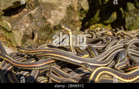 Couleuvres de jarretière (Thamnophis sirtalis parietalis) à l'extérieur de leur hibernation. Narcisse Snake dens, Manitoba, Canada. Les gens sont à la maison de l'ov Banque D'Images