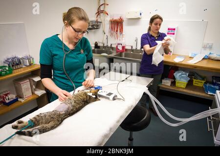 Vétérinaires à Morven Veterinary Practice préparant un jeune hybride écossais de chat sauvage (Felis silvestris grampia) chat croisé de férus (Felis catus) pour le neutering, A Banque D'Images