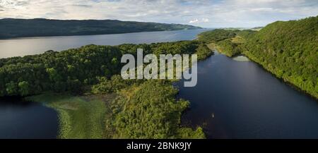 Vue aérienne surplombant la réserve naturelle nationale Taynish, y compris Lochan Taynish et le Loch Sween, Argyll et Bute, Écosse, Royaume-Uni, 2 juin Banque D'Images