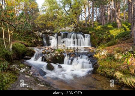 Alt Ruadh qui traverse la forêt, Glenfeshie, Parc National de Cairngorms, en Écosse, au Royaume-Uni, en octobre 2013. Banque D'Images