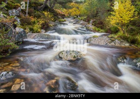 Alt Ruadh qui traverse la forêt, Glenfeshie, Parc National de Cairngorms, en Écosse, au Royaume-Uni, en octobre 2013. Banque D'Images