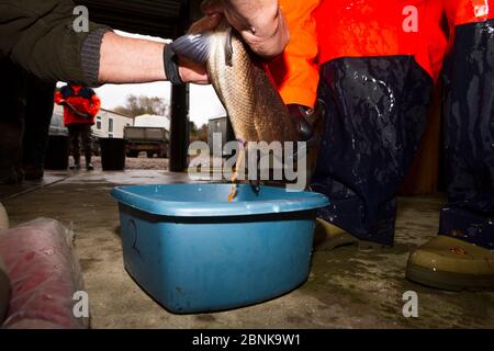 Collecte d'œufs d'un saumon atlantique sauvage (Salmo salar) pour frayer dans des conditions contrôlées, écloserie Sandbanks, Glenlivet, Moray, Écosse Banque D'Images