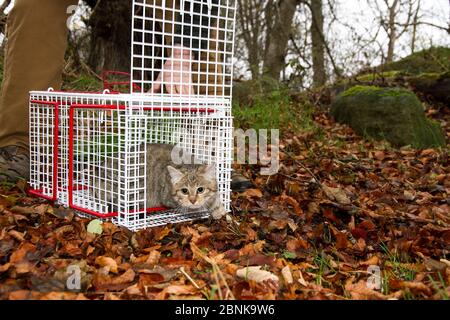 Personne libérant un jeune hybride de chat sauvage écossais (Felis silvestris grampia) de chat de croix (Felis catus) après le neutering, Aberdeenshire, Scotl Banque D'Images