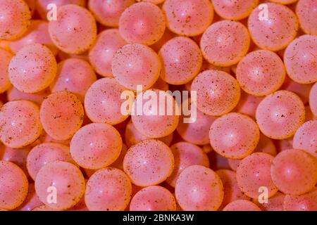 Oeufs de saumon atlantique (Salmo salar) après prélèvement chez une femelle adulte, écloserie de Sandbank, Glenlivet, Moray, Écosse, Royaume-Uni, novembre. Banque D'Images