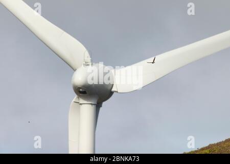 Busard Saint-Martin (Circus cyaneus) voler près d'éolienne sur les biens immobiliers, Moray, Ecosse, Royaume-Uni. Banque D'Images