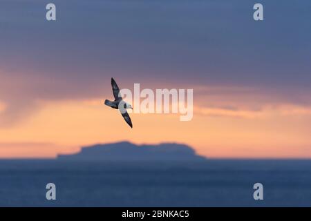 Fulmar (Fulmarus glacialis) en vol au coucher du soleil avec Foula en arrière-plan, Shetland , Écosse, Royaume-Uni, juin. Banque D'Images