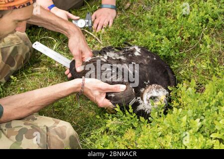 Chercheur scientifique mesuringlenglength of WiNG of Golden eagle chick (Aquila chrysaetos) , Écosse, Royaume-Uni. Banque D'Images