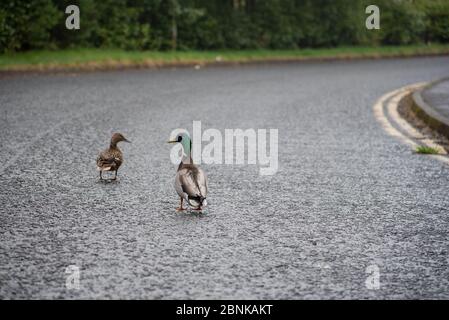 Deux canards sur la route asphaltée, Livingston, Écosse Banque D'Images