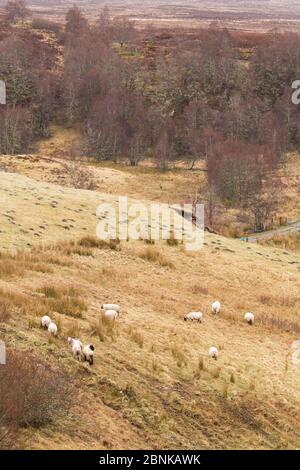 Pâturage des moutons dans les hautes terres, Strathspey, Écosse, Royaume-Uni, avril. Banque D'Images