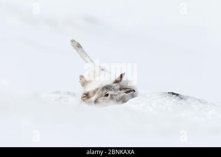 Lièvre de montagne (Lepus timidus) roulant dans la neige dans le cadre du toilettage comportementale, qui vient de prendre son premier cliché, en Écosse, au Royaume-Uni. Banque D'Images