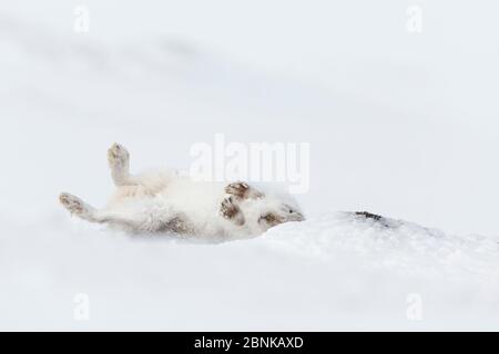 Lièvre de montagne (Lepus timidus) roulant dans la neige dans le cadre du toilettage comportementale, qui vient de prendre son premier cliché, en Écosse, au Royaume-Uni. Banque D'Images