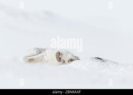 Lièvre de montagne (Lepus timidus) roulant dans la neige dans le cadre du toilettage comportementale, qui vient de prendre son premier cliché, en Écosse, au Royaume-Uni. Banque D'Images