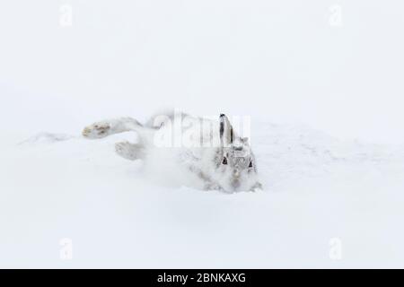 Lièvre d'Amérique (Lepus timidus) roulant dans la neige dans le cadre du comportement de toilettage , Écosse, Royaume-Uni. Février. Séquence 2 de 3 Banque D'Images