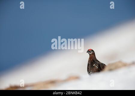 Tétras rouge (Lagopus lagopus scoticus) mâle avec mouchetures blanches dans le plumage dans l'habitat de hautes hautes montagnes, Cairngorms, Écosse, Royaume-Uni. Banque D'Images