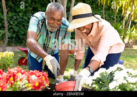 Couple afro-américain senior plantant des fleurs dans leur jardin . Banque D'Images