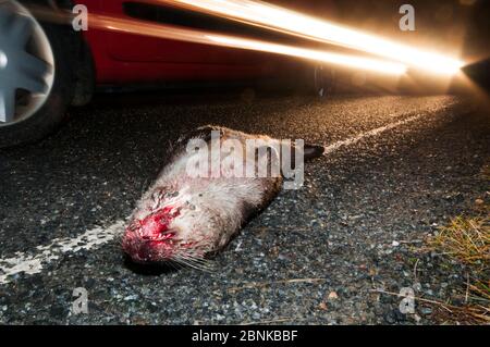 Loutre de rivière européen (Lutra lutra) frappé par une voiture, Shetland, Écosse, Royaume-Uni, décembre. Banque D'Images