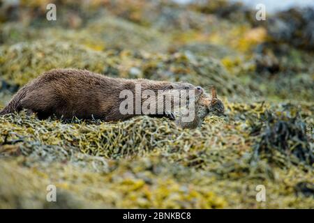 Loutre de rivière (Lutra lutra) se nourrissant sur un lapin européen (Oryctolagus cuniculus) sur la rive, Shetland, Écosse, Royaume-Uni, juin. Banque D'Images