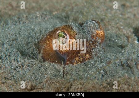 Petite seiche (Sepiola atlantica) enfouie dans le sable, Écosse, Royaume-Uni, août. Banque D'Images