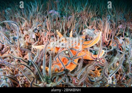 Étoile jaune du soleil (Solaster endeca) entourée de brittlestars (Ophiothrix fragilis), Shetland, Écosse, septembre. Banque D'Images