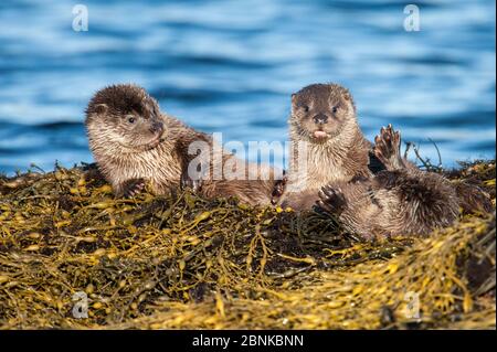 Loutre de rivière (Lutra lutra), des petits âgés de quatre mois jouent à la bagarre d'algues Knoted rack, Shetland, Écosse, Royaume-Uni, février. Banque D'Images