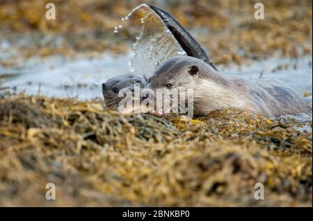 European River Otter (Lutra lutra) femelle apportant un wrasse à terre pour son cub, Shetland, Écosse, Royaume-Uni, février. Banque D'Images