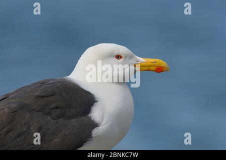 Grand crâne noir (Larus marinus) portrait, Hornoya, Varanger, Norvège, mai. Banque D'Images