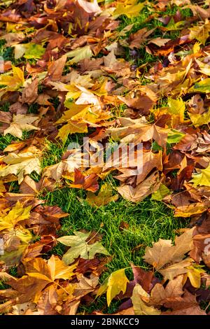 Vue hivernale du Prieuré d'Aylesford dans la lumière chaude de l'après-midi, Kent, Royaume-Uni, les feuilles d'or augmentent la chaleur de la lumière, Banque D'Images